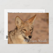 Wild Coyote in Nevada desert ポストカード (正面/裏面)