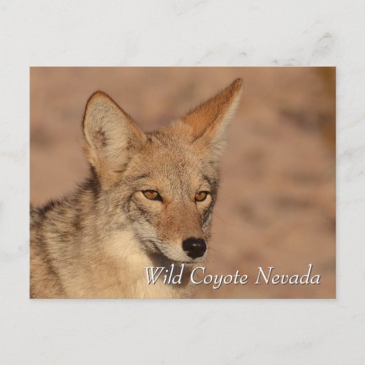 Wild Coyote in Nevada desert ポストカード (正面)