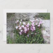 Wild Cyclamen シーズンカード (正面)