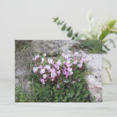 Wild Cyclamen シーズンカード (スタンド正面)