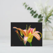 Wild Daylily On A Dark Morning Hike ポストカード (スタンド正面)