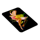 Wild Daylily On A Dark Morning Hike マグネット (右側)