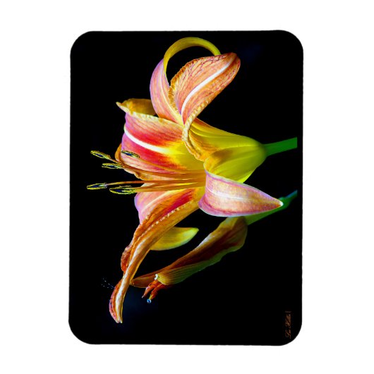 Wild Daylily On A Dark Morning Hike マグネット (縦)