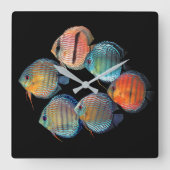 Wild Discus fish スクエア壁時計 (正面)