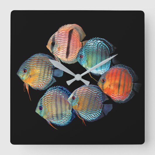 Wild Discus fish スクエア壁時計 (正面)