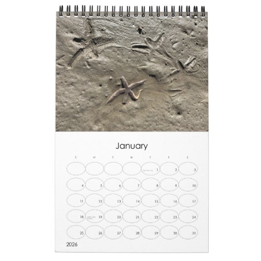 Wild Florida Marine Snails Hermit Crabs Custom カレンダー (1月 2026)
