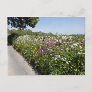 Wild flowers Herefordshire ポストカード