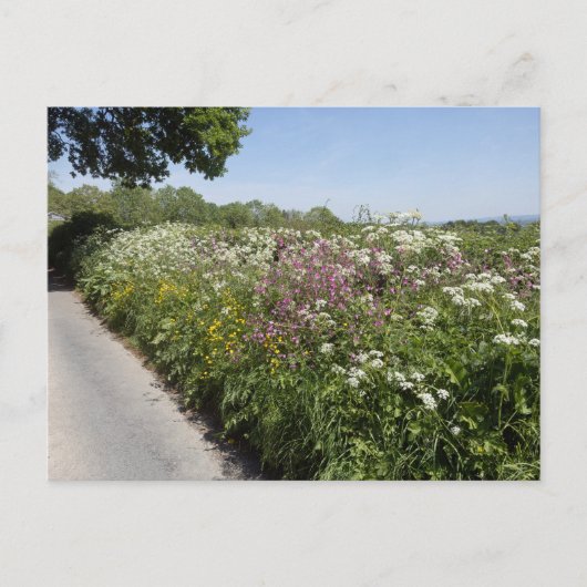 Wild flowers Herefordshire ポストカード (正面)