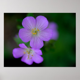 Wild Geranium Poster ポスター