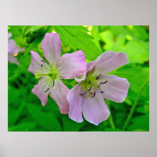 Wild Geranium Series Matching Items Poster ポスター (正面)
