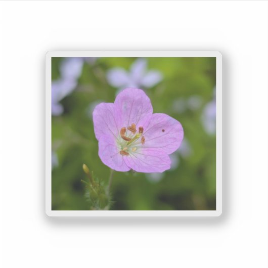 Wild Geranium Whisper — Nature Sticker シール (正面)