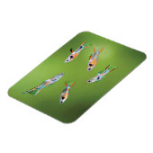 Wild Guppy マグネット (左側)