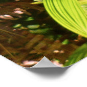 Wild Hawaiian Orchids ポスター (角)