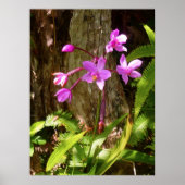 Wild Hawaiian Orchids ポスター (正面)