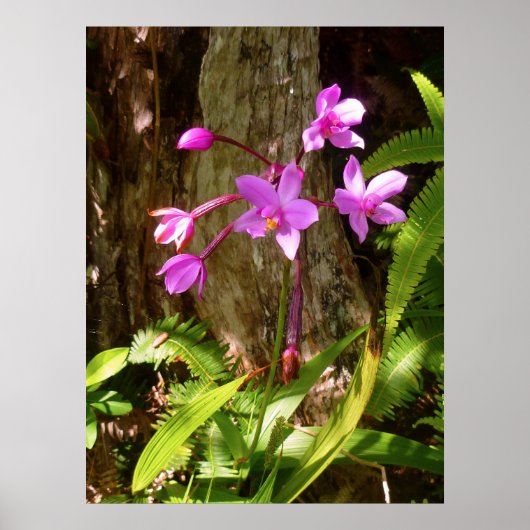 Wild Hawaiian Orchids ポスター (正面)