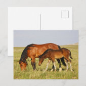 Wild Horse Mother and Colt Grazing ポストカード (正面/裏面)