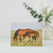 Wild Horse Mother and Colt Grazing ポストカード (スタンド正面)