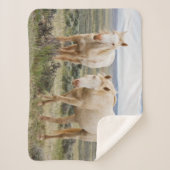 Wild Horse Roaming on the Priaire of Cody シェルパブランケット (正面)