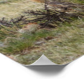 Wild Horse Roaming on the Priaire of Cody ポスター (角)