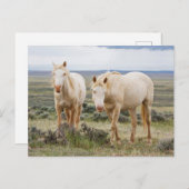 Wild Horse Roaming on the Priaire of Cody ポストカード (正面/裏面)