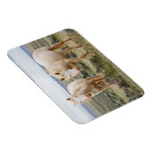 Wild Horse Roaming on the Priaire of Cody マグネット (右側)