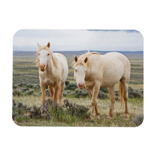 Wild Horse Roaming on the Priaire of Cody マグネット (横)