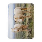 Wild Horse Roaming on the Priaire of Cody マグネット (縦)