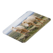 Wild Horse Roaming on the Priaire of Cody マグネット (左側)