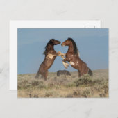 Wild Horse Stallions Fighting ポストカード (正面/裏面)