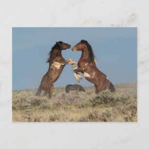 Wild Horse Stallions Fighting ポストカード
