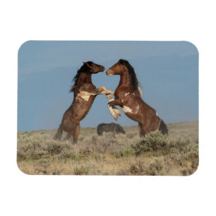 Wild Horse Stallions Fighting マグネット
