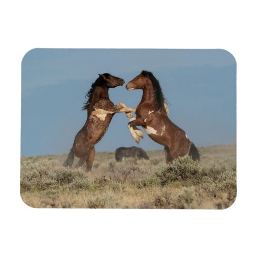 Wild Horse Stallions Fighting マグネット (横)
