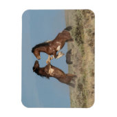 Wild Horse Stallions Fighting マグネット (縦)