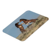 Wild Horse Stallions Fighting マグネット (左側)