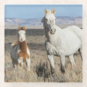 Wild Horses at Home in the Sandwash Basin ガラスコースター (正面)