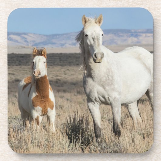 Wild Horses at Home in the Sandwash Basin コースター (正面)