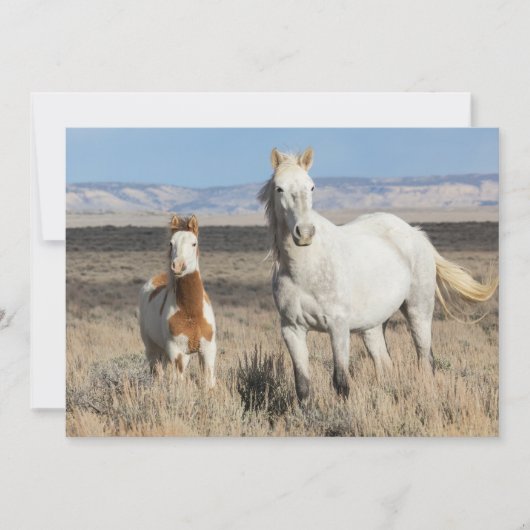 Wild Horses at Home in the Sandwash Basin サンキューカード (正面)