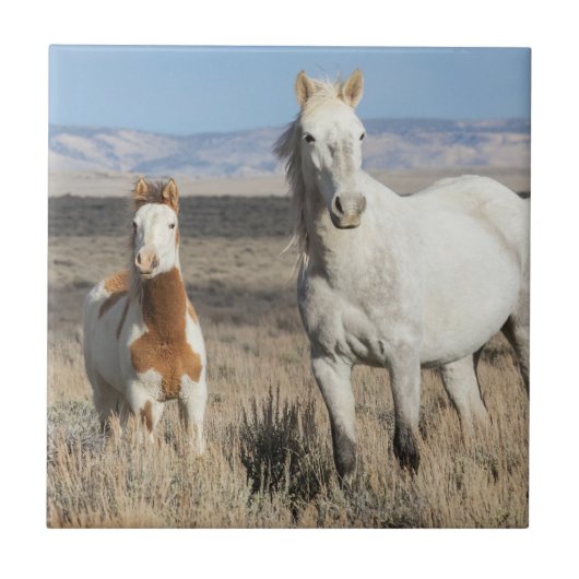 Wild Horses at Home in the Sandwash Basin タイル (正面)