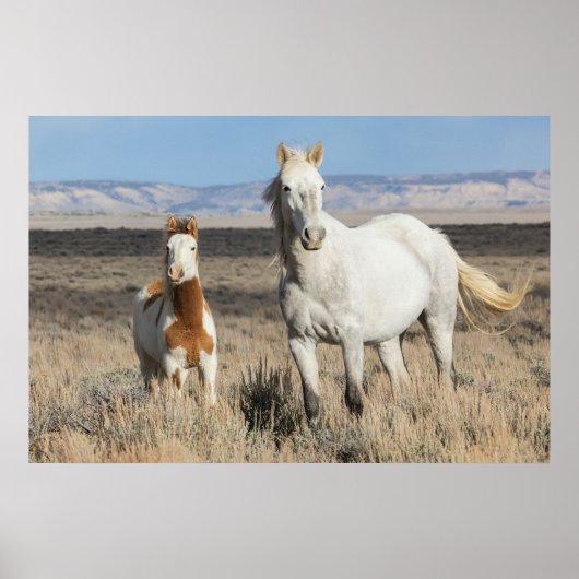 Wild Horses at Home in the Sandwash Basin ポスター (正面)