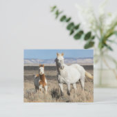 Wild Horses at Home in the Sandwash Basin ポストカード (スタンド正面)