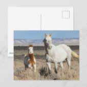 Wild Horses at Home in the Sandwash Basin ポストカード (正面/裏面)
