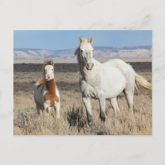Wild Horses at Home in the Sandwash Basin ポストカード (正面)
