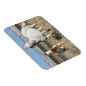 Wild Horses at Home in the Sandwash Basin マグネット (右側)