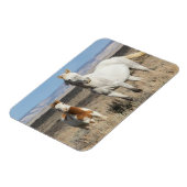 Wild Horses at Home in the Sandwash Basin マグネット (左側)