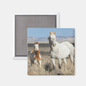 Wild Horses at Home in the Sandwash Basin マグネット (正面/裏面)