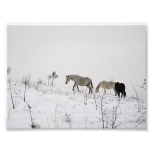 Wild Horses In Snow Kodakプロフェッショナル写真 フォトプリント