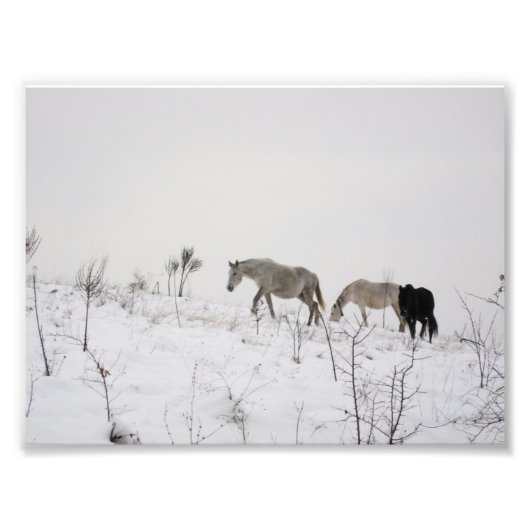 Wild Horses In Snow Kodakプロフェッショナル写真 フォトプリント (正面)