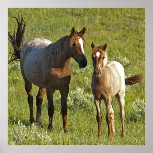 Wild Horses North Dakota ポスター (正面)