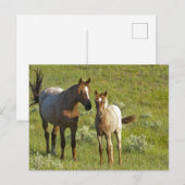 Wild Horses North Dakota ポストカード (正面/裏面)