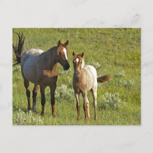 Wild Horses North Dakota ポストカード (正面)